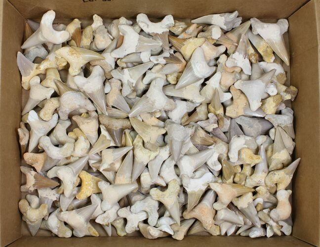 Lot - to Fossil Shark Teeth (Restored Roots) - Pieces #149007